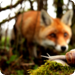 Bilder zur Sendung Frankreich - Wild und schön