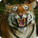 Bilder zur Sendung Die geheime Welt der Tiger