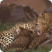 Bilder zur Sendung Leoparden - die unsichtbaren Räuber