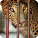 Bilder zur Sendung Indien - Land der Leoparden