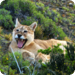 Bilder zur Sendung Puma - Unsichtbarer Jäger der Anden