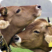 Bilder zur Sendung Frühlingsreise ins Allgäu