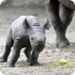 Bilder zur Sendung Panda, Gorilla & Co.