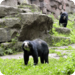 Bilder zur Sendung Panda, Gorilla & Co.