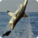 Bilder zur Sendung Great White Shark - Schwimmen mit dem Killer