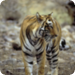 Bilder zur Sendung Wildes Indien