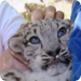 Bilder zur Sendung Der globale Zoo