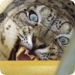 Bilder zur Sendung Der globale Zoo