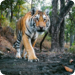 Bilder zur Sendung Die geheime Welt der Tiger