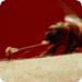 Bilder zur Sendung Giftspritzer - Der tödliche Stich