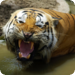 Bilder zur Sendung Die geheime Welt der Tiger