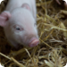 Bilder zur Sendung Baby Boom - Tierischer Nachwuchs
