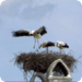 Bilder zur Sendung Weltkulturerbe Neusiedlersee